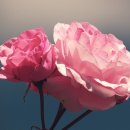 힐링뷰티 이미지