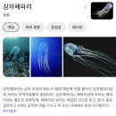 2022년 파푸아 뉴기니에서 역사상 2번째로 촬영된 희귀한 상자 해파리 (chirodectes maculatus) 이미지