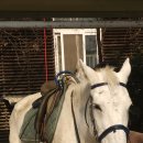 그랑프리 승마파크 이미지