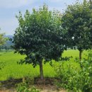 뽑기좋은날 이미지