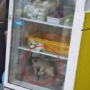 마리의냉장고 이미지