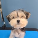 욜랑욜랑 | 마포 애견미용실 욜랑욜랑ㅣ7개월 몰키즈의 깨발랄 미용 후기