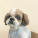 도그허니 이미지