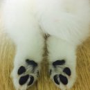 멍멍이발바닥 이미지