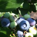 해마루농장 이미지