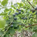 백일농장 이미지