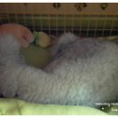 골든블랙123 이미지