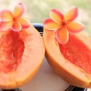 파파야 카카오 검색결과