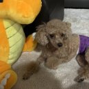 아프리카 동물의료센터 이미지