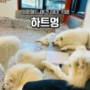 하트멍 | 천안 청당동 사모예드 애견 카페 하트멍 솔직후기