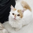 꽁냥꽁냥캣 이미지