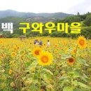 태백 해바라기축제 8월 여행지(태백여름축제) 이미지