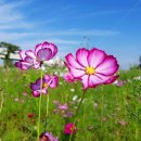 🌹🥀8월25일(화)~출석하고 가실게요~🌼🌻 이미지