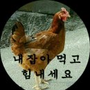 닭 이미지