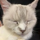 청춘 고양이 카페 이미지