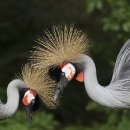 두루미네 이미지