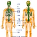 인체 해부도(골격) 이미지