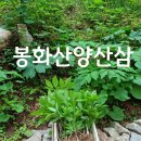 봉화산삼