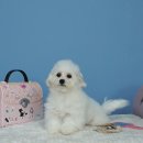 부산강아지분양 고양이분양 베스트펫 본점 이미지