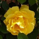 곡성 섬진강 기차마을 이미지