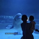 흰고래 | 벨루가는 정말로 아기를 좋아할까? (YES) 돌 아기랑 롯데월드 아쿠아리움 감동 후기 흰고래