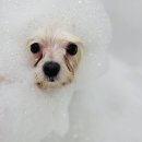 구미산동 애견미용 눈부시개 이미지