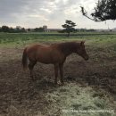 새울목장 이미지