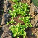 인더송당펜션 이미지