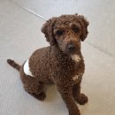 올바로병원 | 반려견재활운동센터 올바로(경기도 고양)_슬개골, 강아지 운동/스트레칭