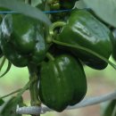 준앤준농장 이미지