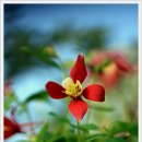 들꽃편지 이미지