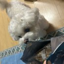 소프트큐브 | 입짧은 강아지도 순삭한 소프트사료｜펫러닝 더프로젝트 연어사료 솔직후기 | 북어큐브까지!