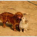 봉황농장 이미지