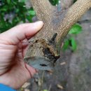 일락농원 이미지