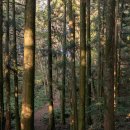 노꼬메오름 | 제주 노꼬메오름 후기 / 족은노꼬메 일몰은 아니네