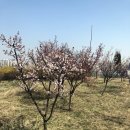 매화숲유치원 이미지