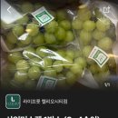라이프룻헬리오시티