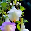 고추장의 재발견 ㅡ 암세포를 사멸했다ㅡ 지금까지 암 비만 우울증을ㅡ 이미지
