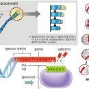 텔로미어(telomere)와 텔로머라제(telomerase) 이미지