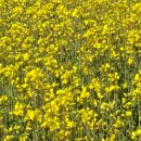 한강시민공원(파고라 쉼터) 이미지