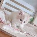 강남고양이분양 러브앤캣 이미지