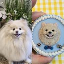 독구제과 이미지