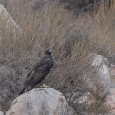 액션이 없는 날샷뿐 입니다.(검독수리, Golden Eagle) 이미지