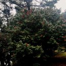 서천 마량리 동백나무 숲 이미지