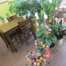 커피꽃향기 이미지