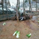 청둥오리랑닭이랑