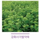 한국인의밥상쑥떡, 박순석찹쌀떡: 사자발약쑥 모찌 후기