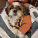 그루밍솔 이미지