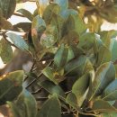 관매도 후박나무 이미지