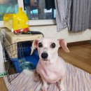 미용하개 이미지